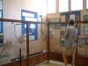 natural history museum at Tsimbazaza in Tana, the skeleton of the big-legged elephant bird.